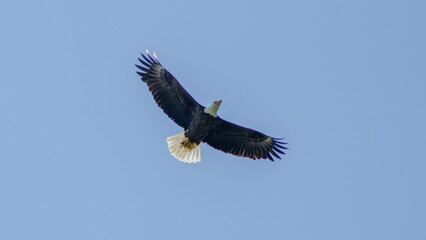 eagle in flight