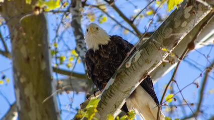 eagle on tree