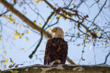 american bald eagle
