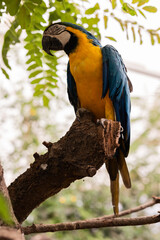 loro