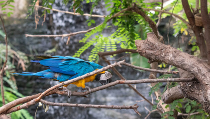 loro