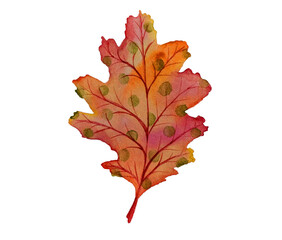 Watercolor red and orange oak leaf. Autumn forest mood handdrawn illustration 