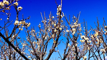 晴天の青空に咲く春日野（かすがの）という梅の開花