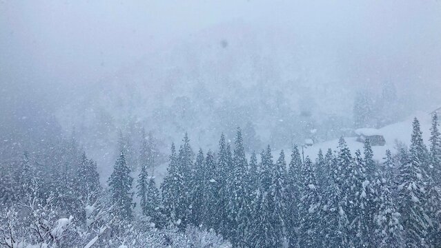 神立スノーリゾート　雪が降り積もった杉林
