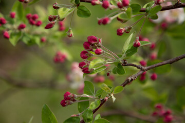 Apple tree buds