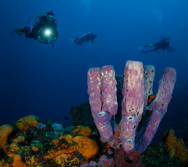 Divers on the coral reefs off the Dutch Caribbean island of Saba