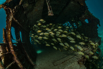 Blue-Stripped Grunt (Haemulon sciurus) on a sunken Dakota aircraft off the Dutch Caribbean island...
