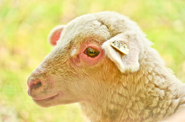 Closeup portrait of a  very cute, flurry wooly white lamb i