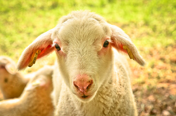 Obraz premium Closeup portrait of a very cute, flurry wooly white lamb i