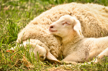 very cute, flurry wooly white lambs with its mother in the green grass 