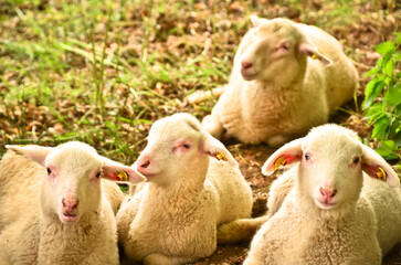 A group of young, white, cute and newborn lambs in a herd of sheep 