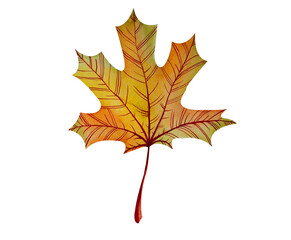 Autumn maple leaf watercolor painting. Fall Hand drawn illustration. closeup isolated on white background