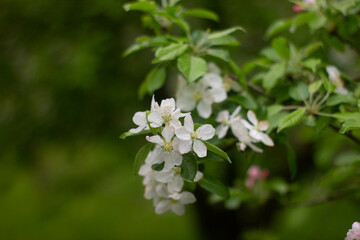 white flowers in the garden