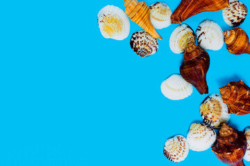 set of seashells and conches on a blue background. summery objects. wallpaper to use the text.