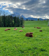A herd of bulls lies on the green grass