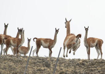 Guanacos dot the mountainous countryside of Argentina.
