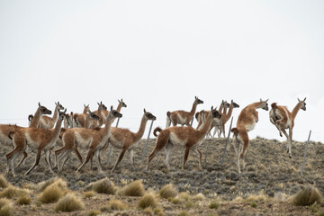 Guanacos dot the mountainous countryside of Argentina.