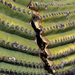 Fototapeta premium A detail shot of cool cactus in the hot desert of Argentina.