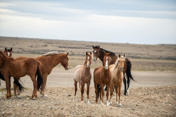 Fototapeta na wymiar A few horses mosey along in the desolate ranch lands of Argentin