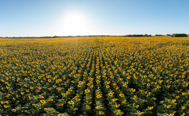 A brilliant field of sunflowers in the Argentinian countryside.
