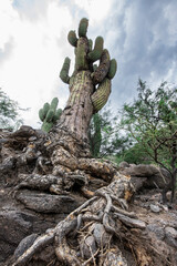 A detail shot of cool cactus in the hot desert of Argentina.