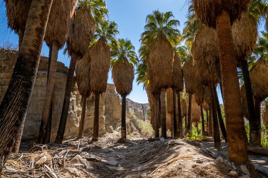 Pushawalla Palm Trees in Palm Springs, California