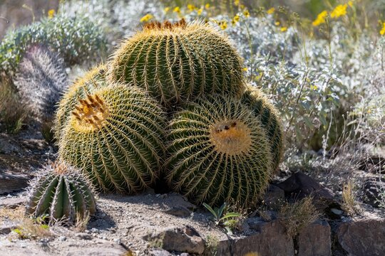 A Glaucous Barrel Cactus in Palm Springs, California