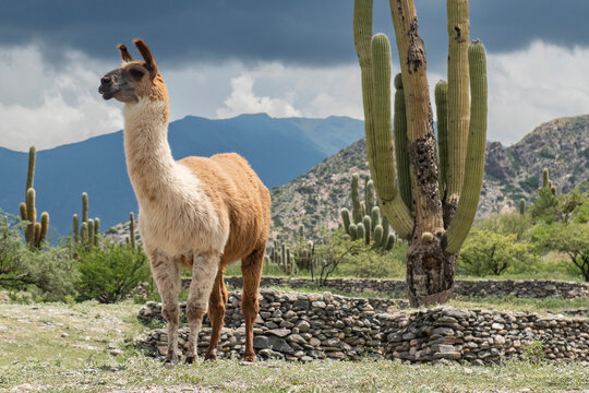 A llama takes a break from the hot desert sun in a shadow of a t