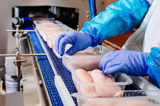 Conveyor Belt Food.Automated production line in modern food factory.A modern plant.Factory production food from meat. Production line with packaging and cutting of meat.