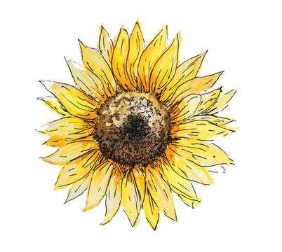 Sunflowers buds. Handdrawn watercolor illustration isolated on white background. Bright yellow floral clipart.