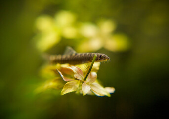 Indian Botia sand loach species Schistura Mahnerti sitting on flower - like stalk of Red Ludwigia Repens in freshwater blackwater aquascape.