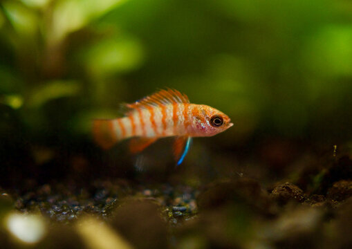 Microfish species Scarlet Badis (Dario Dario) Floats in Bottom of Stillwater Blackwater Aquascape by Substrate and in Front of Bucephalandra Red Bush.
