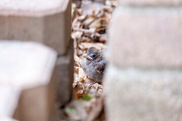 Closeup of a North America Cardinal Fledgling 