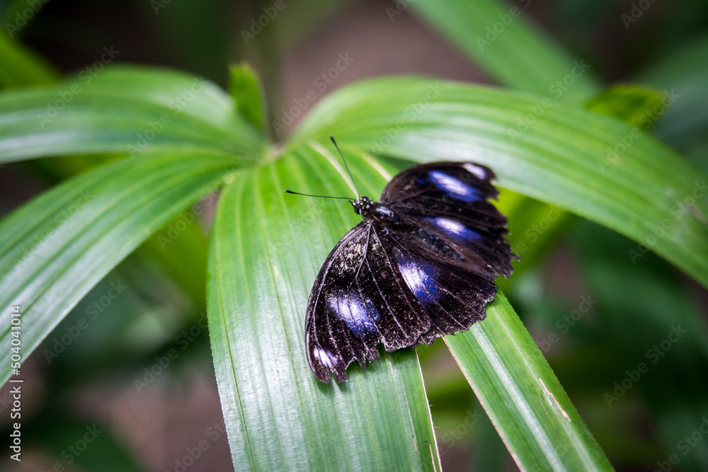 Canvas Prints butterfly on leaf