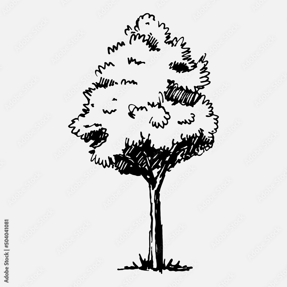 Wall mural hand drawn tree. vector isolated illustration