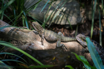 Obraz premium lizard on the rock