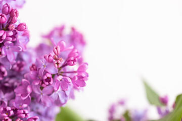 Fototapeta na wymiar Closeup of a violet purple lilac flowers in the spring