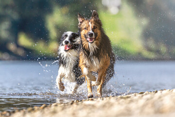 Portrait of a border collie dog having fun at a gravel beach bank of a river in summer outdoors