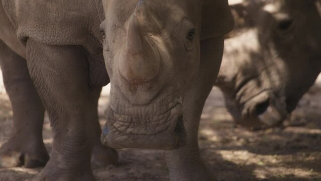 White rhinoceros resting in the shadow under the tree. Slow motion.