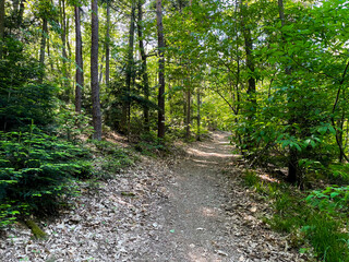 Small forest path in spring, between fir and chestnut trees