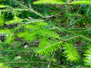 Young fir tree growing in the spring, showing new needles