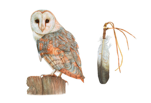 Watercolor Barn Owl, Bird Feather Isolated On White Background.