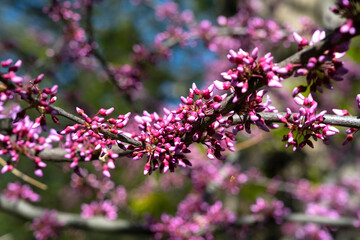 Obraz premium Flowers in the garden. Flowering shrub. decorative flowers. Garden flowers
