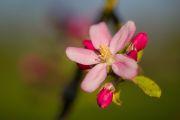 Apfelblüte | apple blossom