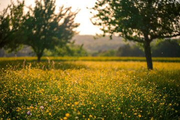 Hahnenfußwiese mit Unschärfeverlauf auf einer Streuobstwiese im Frühjahr mit warmem Abendlicht | spring buttercup meadow with selective focus in warm evening light