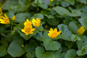 Spring cleaner. Yellow flowers. Spring flowers. garden flowers