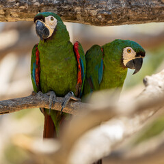 Obraz premium Photo of a pair of macaw