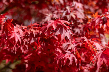 red autumn leaves