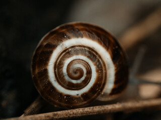 Snail shell close-up with a blurred background - obrazy, fototapety, plakaty