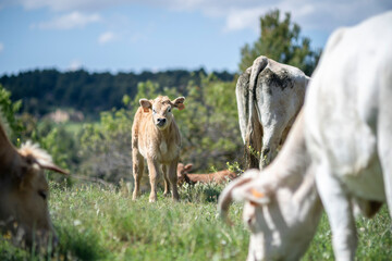 cows and young cows of white and brown colors eating in nature